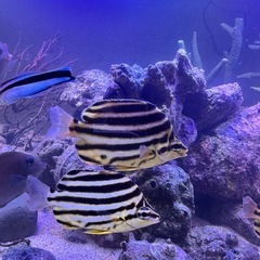 【海水魚】カゴカキダイ3匹セットの画像