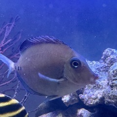 【海水魚】ニザダイ1匹の画像