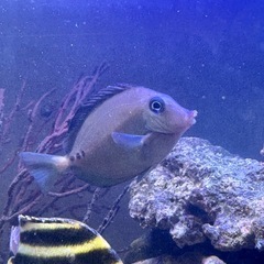 【海水魚】ニザダイ1匹の画像