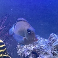 【海水魚】ニザダイ1匹の画像