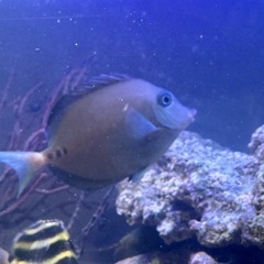 【海水魚】ニザダイ1匹の画像