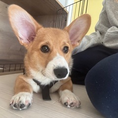 4ヶ月　コーギー　男の子(掲載終了します。)
