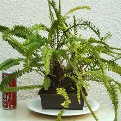 盆栽タマシダの画像