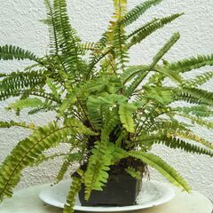 盆栽タマシダの画像