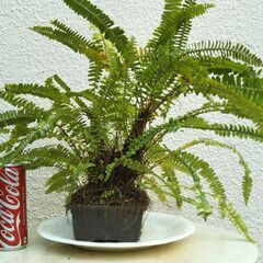 盆栽タマシダの画像