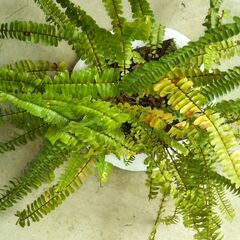 盆栽タマシダの画像