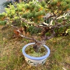 盆栽　五葉松の画像