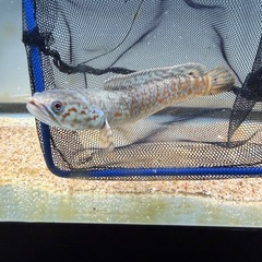 レインボースネークヘッドの画像