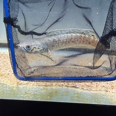 レインボースネークヘッドの画像