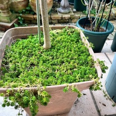 ジャカランタ　観葉植物　庭木　植物　ガーデニングの画像