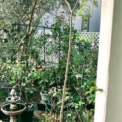 ジャカランタ　観葉植物　庭木　植物　ガーデニングの画像