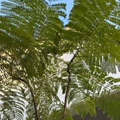 ジャカランタ　観葉植物　庭木　植物　ガーデニングの画像