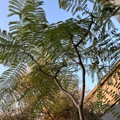 ジャカランタ　観葉植物　庭木　植物　ガーデニングの画像