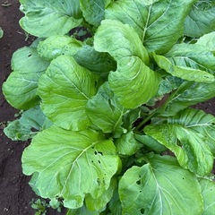 規格外　小松菜　段ボール一箱の画像