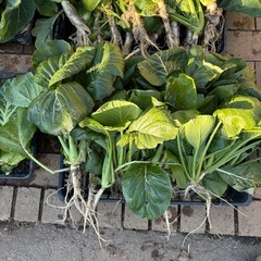 亀の餌鳥の餌用　カゴいっぱい小松菜の画像