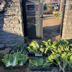 亀の餌鳥の餌用　カゴいっぱい小松菜の画像