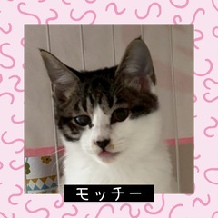 もっちもちの手触り❤️モッチー