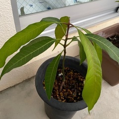 マンゴー苗(アーウィン種)2つ
の画像