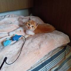  一人目の方と調整しています//★子猫・２か月程度・女の子…