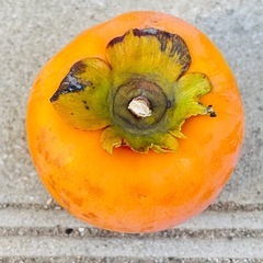 【無農薬】 小ぶりな柿　20個 500円の画像