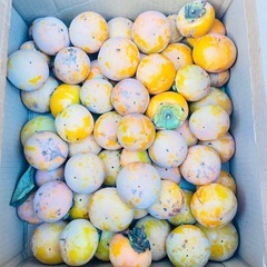 【無農薬】 小ぶりな柿　20個 500円の画像