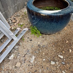 🩷兎に角大きい火鉢🩷中々出ません🩷の画像