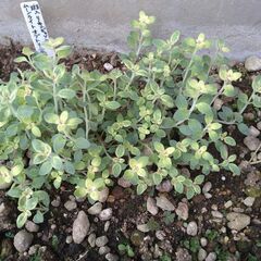 リナリアムーンライトオブトリニティ抜き苗の画像