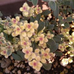 リナリアムーンライトオブトリニティ抜き苗の画像