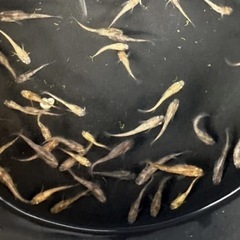 秋キャンペーン！金色夜叉墨入り10匹1500円の画像