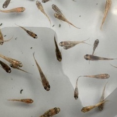 秋キャンペーン！金色夜叉墨入り10匹1500円の画像