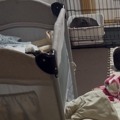 ベビーベットの画像