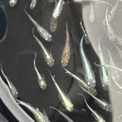 高級ミックス！マリーアージュ、深海、ガブリエル、ラメ系メダカ10匹2500円の画像