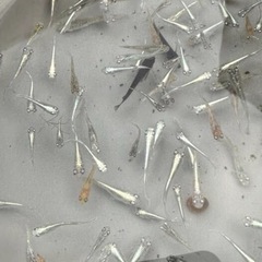 高級ミックス！マリーアージュ、深海、ガブリエル、ラメ系メダカ10匹2500円の画像