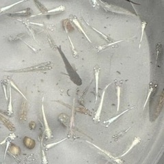 高級ミックス！マリーアージュ、深海、ガブリエル、ラメ系メダカ10匹2500円の画像