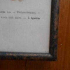 インダストリアル　★　有毒キノコのイラスト　額絵　ポスターの画像