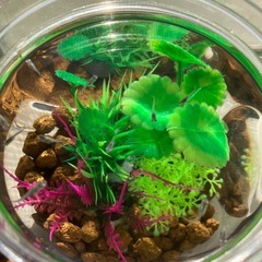 室内でメダカ飼育セット(餌付き)の画像