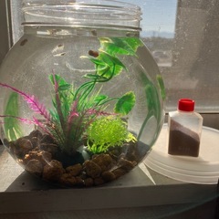 室内でメダカ飼育セット(餌付き)の画像