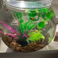 室内でメダカ飼育セット(餌付き)の画像