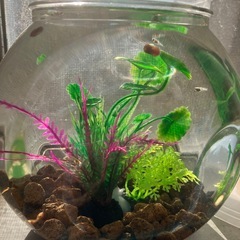 室内でメダカ飼育セット(餌付き)の画像