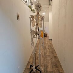 【大阪市天満橋より】等身大全身骨格模型、骸骨骨標本、人体お譲りします。