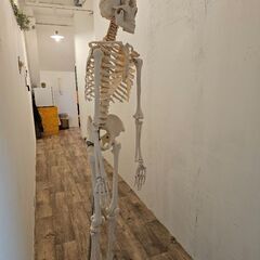 【大阪市天満橋より】等身大全身骨格模型、骸骨骨標本、人体お譲りします。の画像