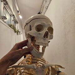 【大阪市天満橋より】等身大全身骨格模型、骸骨骨標本、人体お譲りします。の画像