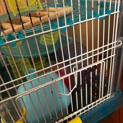 ハムスター飼育セット　一式の画像