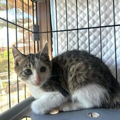 穏やか美人のキジ白ちゃん（2ヶ月）