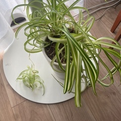 オリヅルラン　内斑　鉢のまま　子株つきの画像