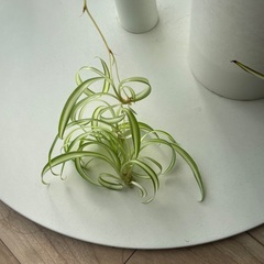 オリヅルラン　内斑　鉢のまま　子株つきの画像