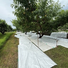 桃ため使ってるタイペックシートの画像