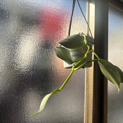 ハンギング　フィロデンドロン　シルバーメタル　観葉植物　塊根植物　多肉植物　ビザールプランツ　レアプランツ　ガーデニング　植物　グリーン　趣味　盆栽　葉　花　庭　草　インテリア　おしゃれ　飾り　園芸　の画像