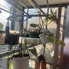 ハンギング　フィロデンドロン　シルバーメタル　観葉植物　塊根植物　多肉植物　ビザールプランツ　レアプランツ　ガーデニング　植物　グリーン　趣味　盆栽　葉　花　庭　草　インテリア　おしゃれ　飾り　園芸　の画像