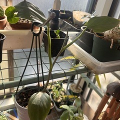 ハンギング　フィロデンドロン　シルバーメタル　観葉植物　塊根植物　多肉植物　ビザールプランツ　レアプランツ　ガーデニング　植物　グリーン　趣味　盆栽　葉　花　庭　草　インテリア　おしゃれ　飾り　園芸　の画像